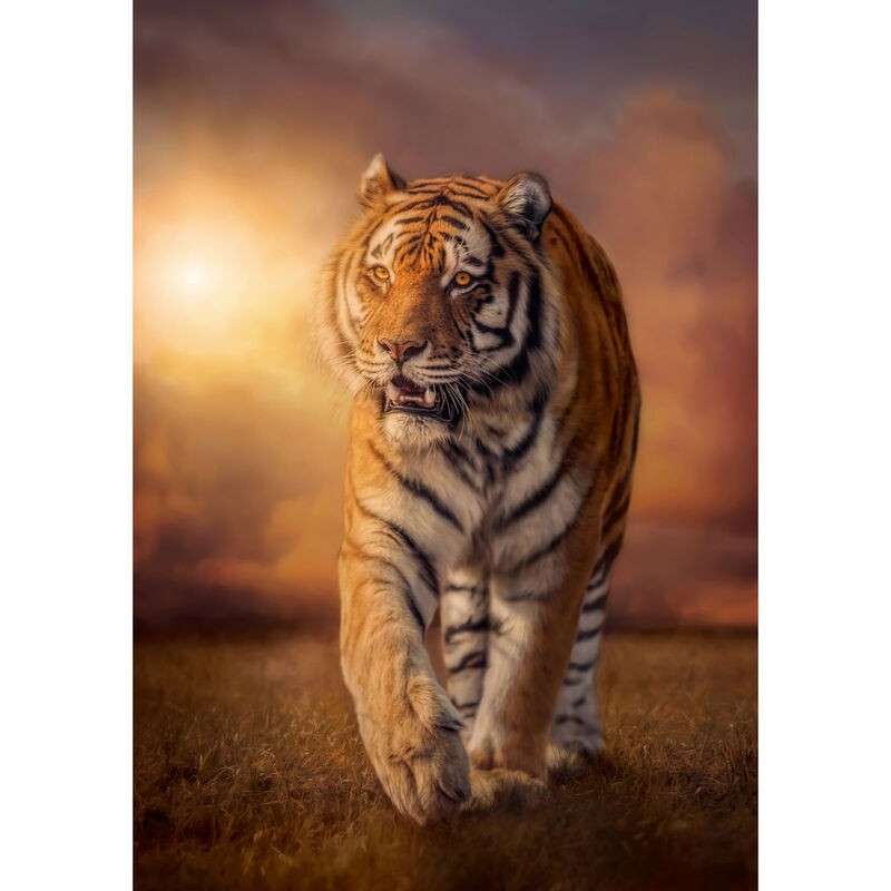 Puzzle Tigre 1500pzs