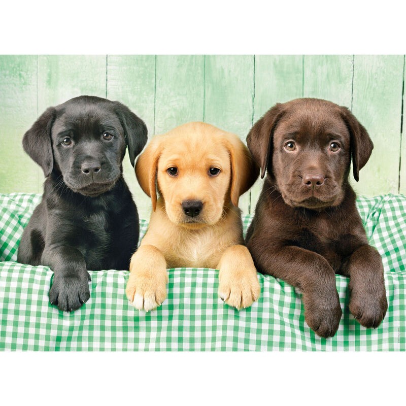 Puzzle Los Tres Labradores 1000pzs