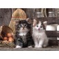 Puzzle Lovely Kittens 1000pzs