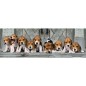 Puzzle Panorama Beagles 1000pzs